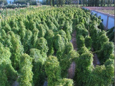 上海華翠農副產品有限責任公司 深耕蔬菜種植，打造綠色健康產業