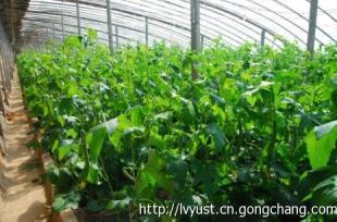 蔬菜大棚 高效種植與市場(chǎng)機(jī)遇的融合