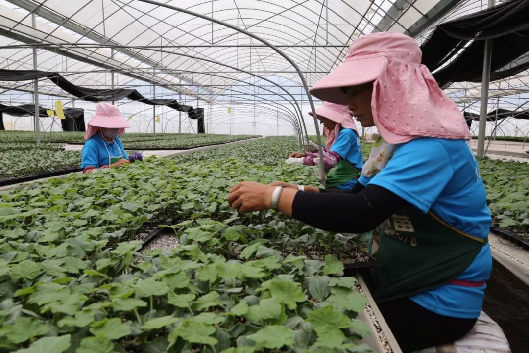 彌渡蔬菜種植的“逆襲”密碼 一斤小番茄30元，種苗走出國(guó)門背后的創(chuàng)新與遠(yuǎn)見
