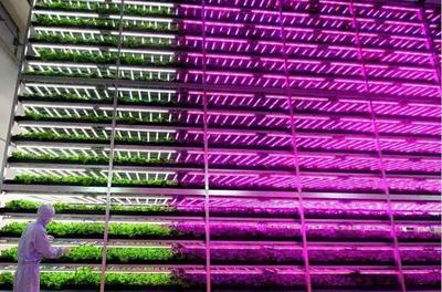 植物工廠 從中日荷實踐窺見未來農業的綠色革命