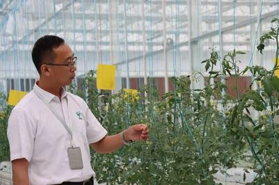 員工一年翻番，滬郊小鎮農業公司逆勢擴張背后的蔬菜種植新篇章